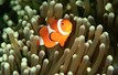 Asia Divers - El Galleon Dive Resort Clown Fish